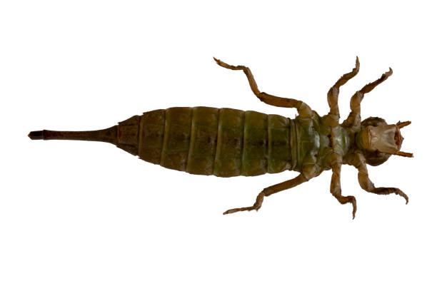 The dragonfly larvae are perfect. Slender body, light brown