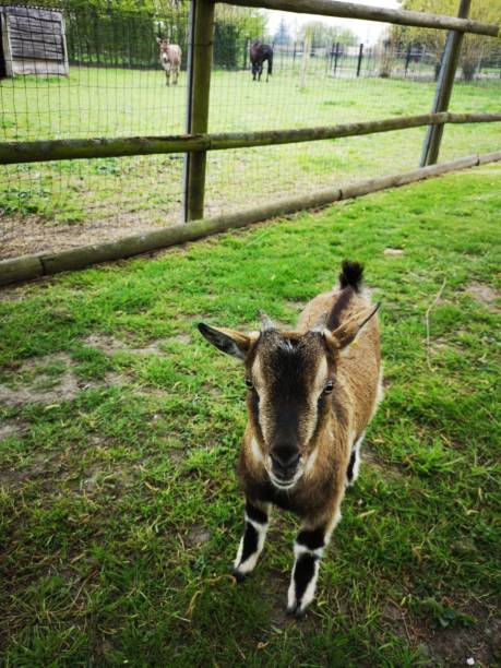 istock baby goat looking at the camera 1147142237