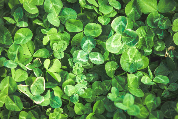 istock Green clover fresh summer background 1147142568