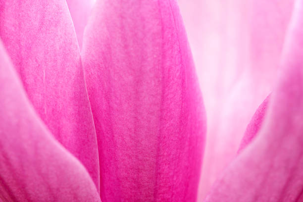 Petals of magnolia in macro