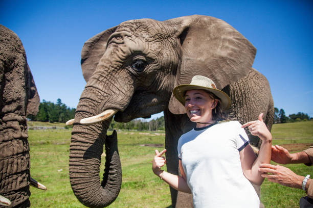 istock Elephant Photobomb 1147142708