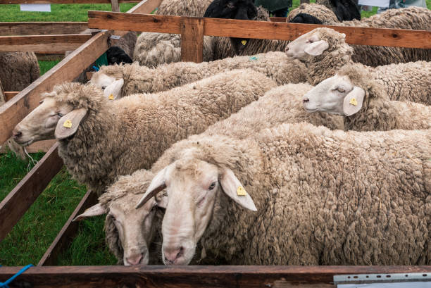 istock Sheeps in a wooden corral eating hay and grass 1147145368