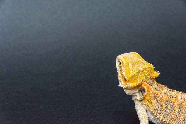 istock Close-up of a bearded agama head 1147146949