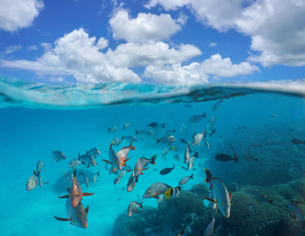 istock Cloudy blue sky shoal of tropical fish underwater 1147147521