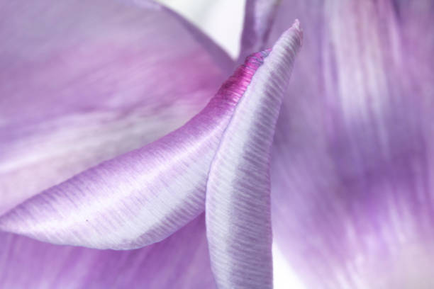 istock Pretty Purple Tulip Flower Petal on White Background 1147149641