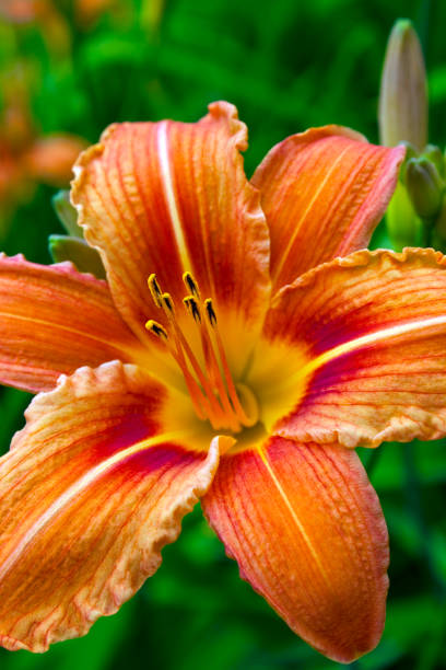 istock Orange Daylily blossom close up 1147149658
