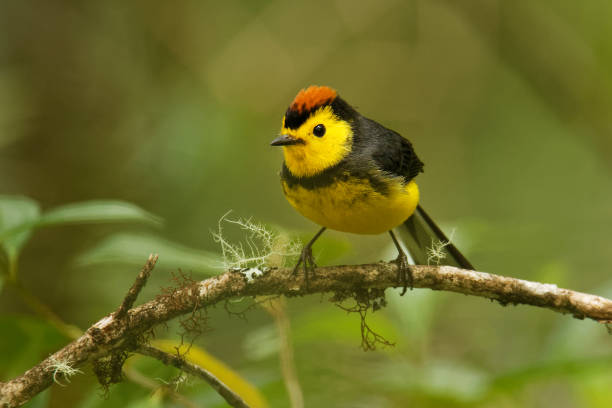 istock Collared Redstart Whitestart - Myioborus torquatus also known as the collared redstart, is a tropical New World warbler endemic to the mountains of Costa Rica and western-central Panama 1147149747