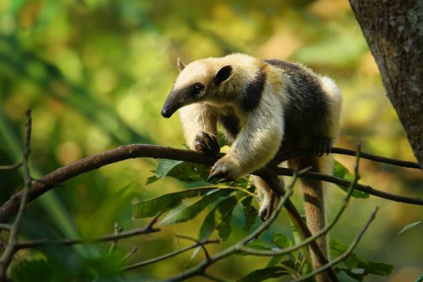 tamandua settentrionale - tamandua mexicana specie di foreste anteriori, tropicali e subtropicali dal messico meridionale, america centrale ai margini delle ande settentrionali - mammals foto e immagini stock