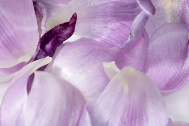 istock Pretty Purple Tulip Flower Petal on White Background 1147150367