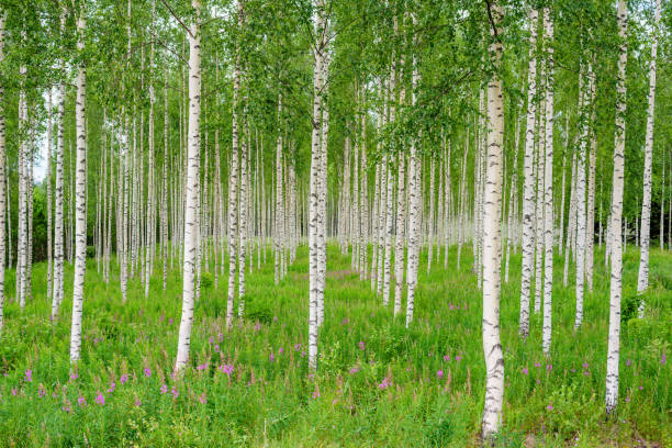 istock Trees in the birch wood in a row in summer 1147152264