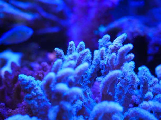 istock sea corals in blue water 1147152360