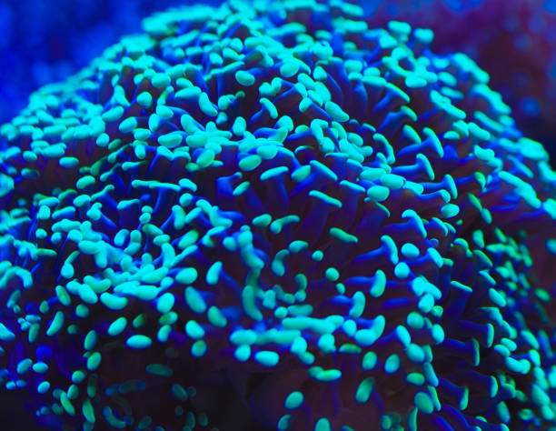 istock sea corals in blue water 1147152369