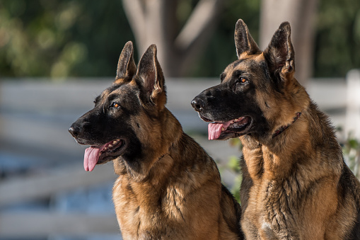 Portrait of Two German Shepherd Dogs Looking Alert showing tongue against a creamy blurry background.