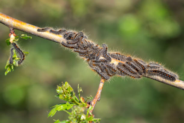 istock Caterpillar larvae, Brown tail caterpillars on tree 1147153332