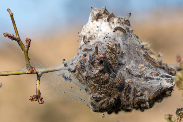 istock Caterpillar larvae, Brown tail caterpillars on tree 1147153333