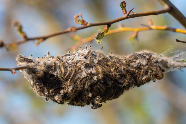 Caterpillar larvae, Brown tail caterpillars on tree