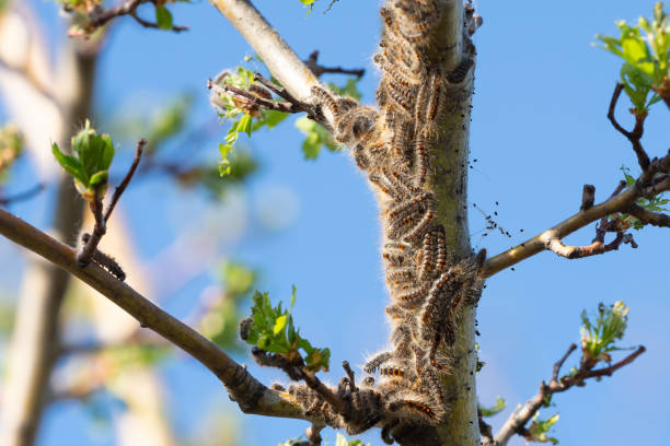 istock Caterpillar larvae, Brown tail caterpillars on tree 1147153423