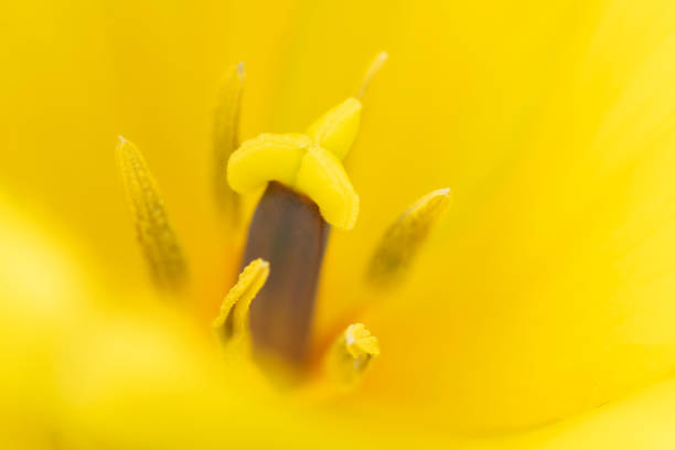 Yellow tulip stamen in macro