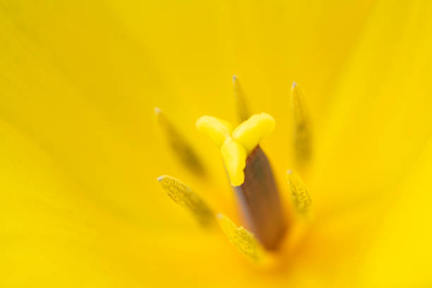 Yellow tulip stamen in macro