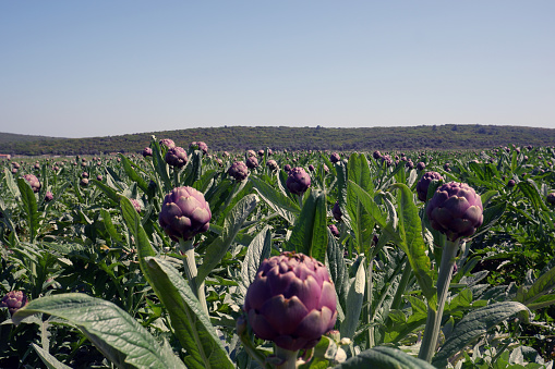 Artichoke - cynara scolymus - plants growing in a field on a sunny day under cloudless sky - Horizantal shot with copy space. Urla, Izmir, Turkey.