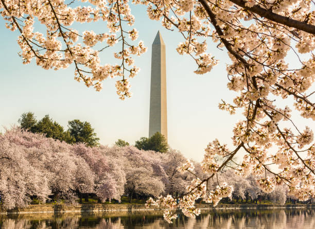 istock Washington Monument towers above blossoms 1147154551