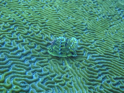 coral underwater sea underwater ecosystem