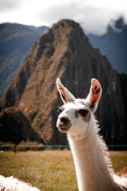 istock Machu Picchu and Llamas 1147154884