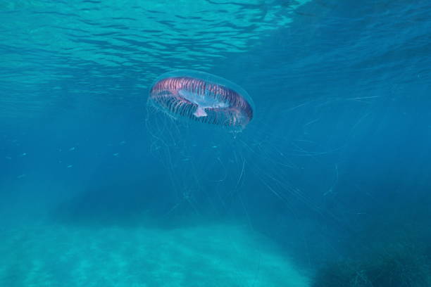 istock Jellyfish Aequorea Sp underwater Mediterranean sea 1147155038