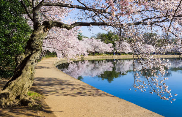 istock Pathway around the tidal basin during Cherry Blossom Festival 1147155114