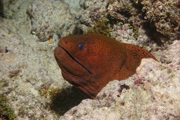 istock Giant moray eel head Gymnothorax javanicus 1147156333