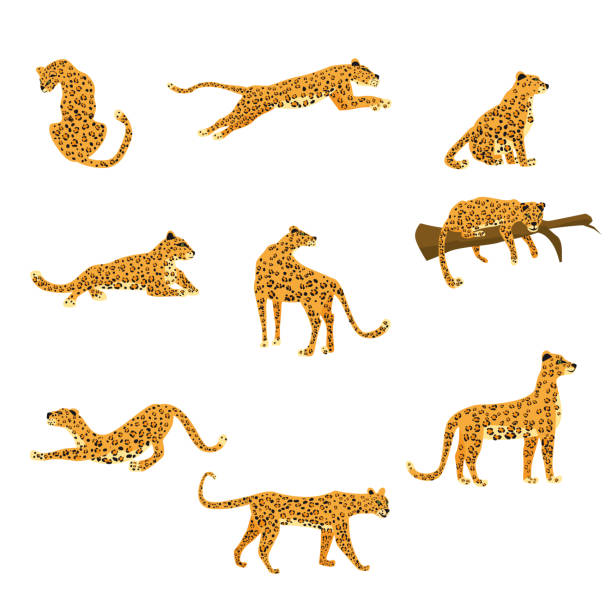 Set Of Leopards In Various Poses Cute Trend Style Animal Predator Mammal Jungle Vector Illustration Isolated On White Background Stock Illustration - Download Image Now - iStock Set Of Leopards In Various Poses Cute Trend Style Animal Predator Mammal Jungle Vector Illustration Isolated On White Background Stock Illustration - Download Image Now - iStock