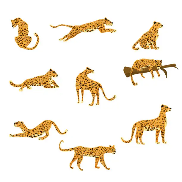 Vector illustration of Set of leopards in various poses cute trend style, animal predator mammal, jungle. Vector illustration isolated on white background