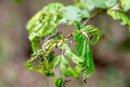 Damage, defoliation and deforestation caused by high numbers of winter moth (Operophtera brumata) caterpillars