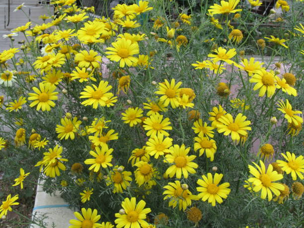 istock papatya, daisy, yellow, flower 1147160640