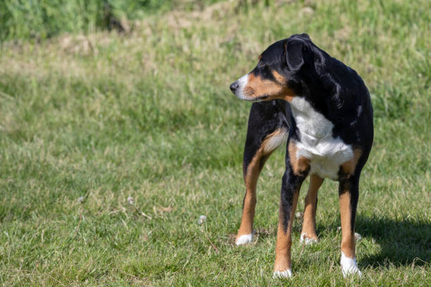 istock The dog is standing in the park in spring 1147161426