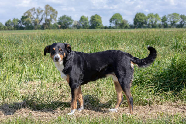 istock The dog is standing in the park in spring. 1147161527