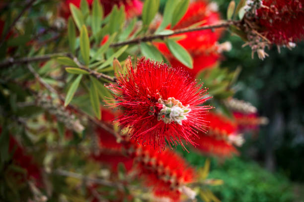 View of  long-red flowers of Callistemon Citrinus plant.