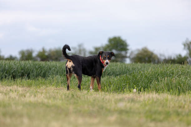 istock The dog is standing in the park in spring. 1147162840