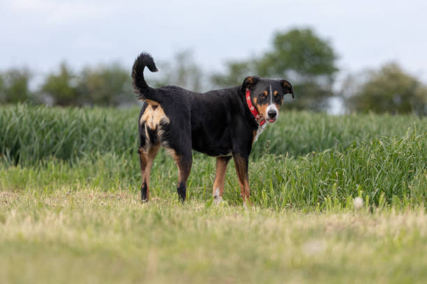 istock The dog is standing in the park in spring. 1147163080