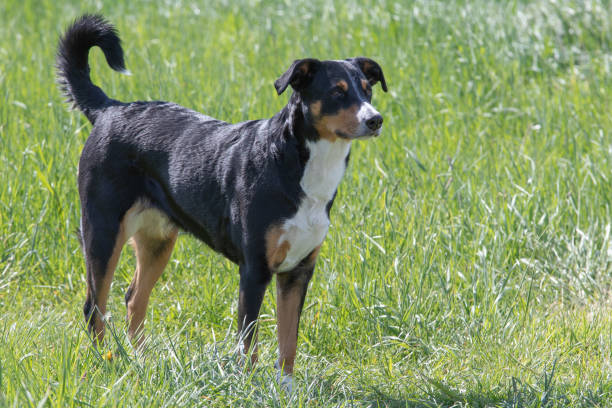 istock The dog is standing in the park in spring 1147163102