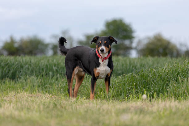 istock The dog is standing in the park in spring. 1147163145