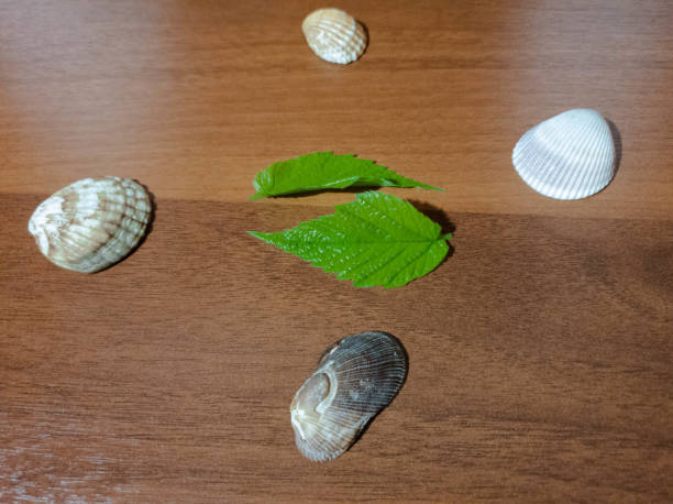Seashells and leaves. Pebbles and leaf.