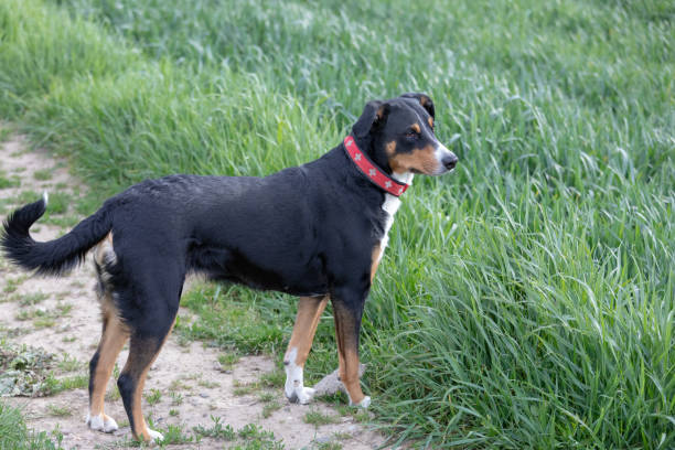 istock The dog is standing in the park in spring. 1147164628