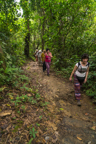 istock Tourists hiking in rainforest 1147164779