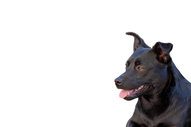 A little black dog isolated on white background. The dog is a mixed of a Labrador retriever.