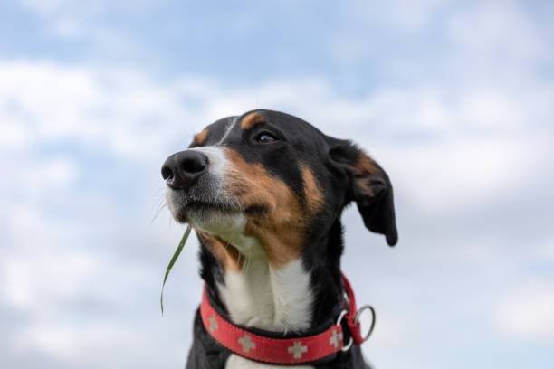 istock The dog is standing in the park on the Spring 1147164814