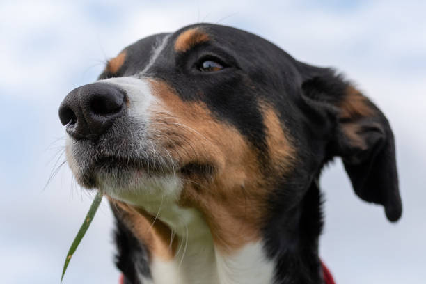 istock The dog is standing in the park on the Spring 1147165890