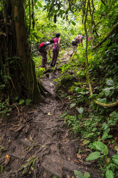 istock Tourists hiking in rainforest 1147165906