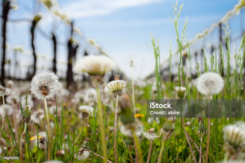 Dandelion Dandelion flower in a field Agriculture Stock Photo