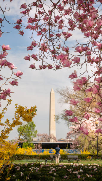 istock Washington Monument Surrounded by March Spring Flower Blossoms 1147170765